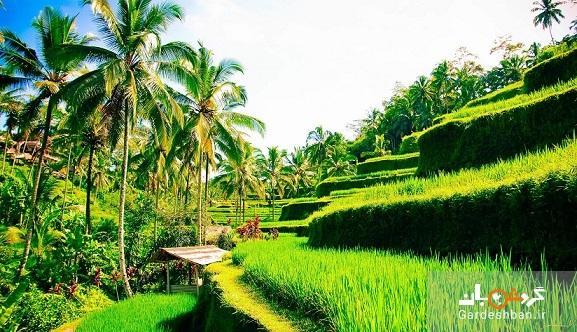 مزارع پلکانی برنج تگالالانگ ؛جاذبه مسحور کننده بالی