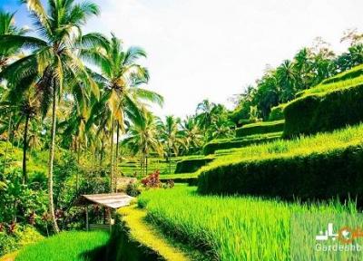 مزارع پلکانی برنج تگالالانگ ؛جاذبه مسحور کننده بالی