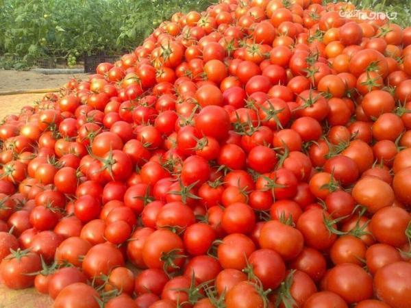 پیش بینی تولید 6 هزار تن گوجه