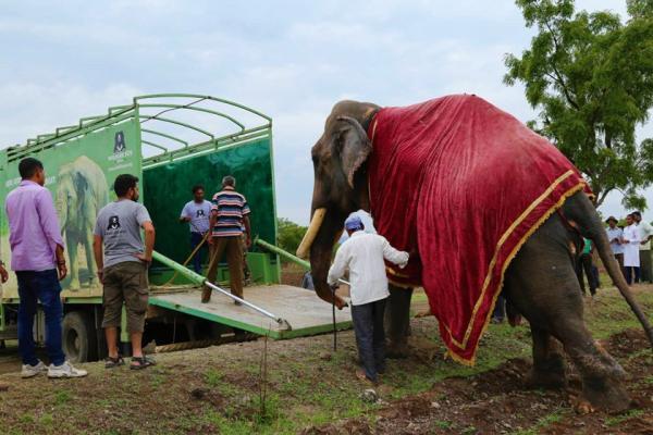 گاج راج، فیلی که پس از 51 سال آزاد شد!