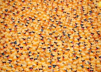 مسابقه بیش از 75 هزار اردک پلاستیکی در یک رویداد خیریه